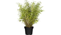 Fargesia murielae 'Jumbo'