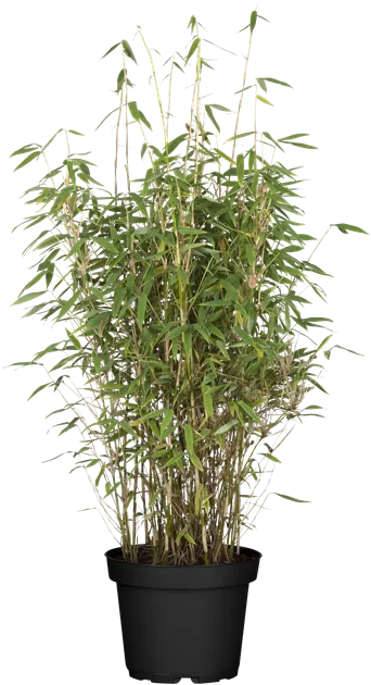cactus asiento de suegra Echinocactus grusonii: cactus globular ideal para jardines de bajo  mantenimiento – CactusOnline.es main image 1