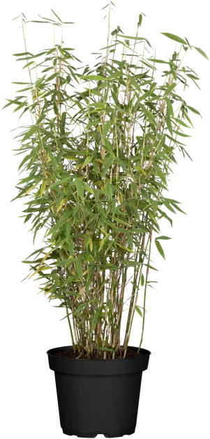 Fargesia murielae 'Jumbo'