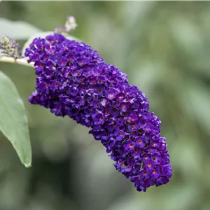 Buddleja davidii 'Black Knight' Buddleja davidii 'Black Knight'