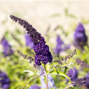 Buddleja davidii 'Black Knight'