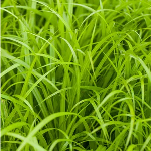 Carex pendula Carex pendula