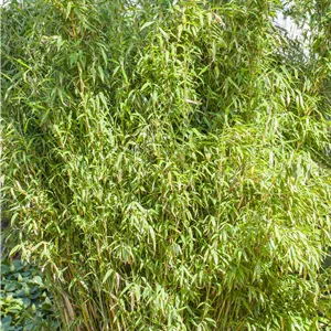 Fargesia murielae 'Standing Stone' -S- Fargesia murielae 'Standing Stone' -S-