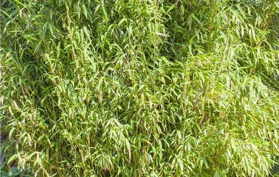 Fargesia murielae 'Standing Stone' -S-