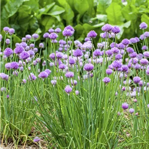 Allium schoenoprasum Allium schoenoprasum