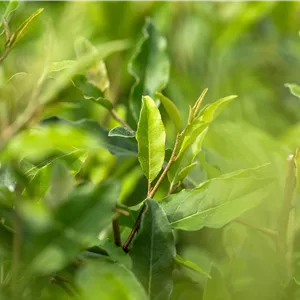 Elaeagnus multiflora