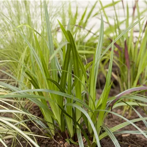 Carex plantaginea Carex plantaginea