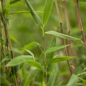 Fargesia murielae 'Super Jumbo'(s) Fargesia murielae 'Super Jumbo'(s)