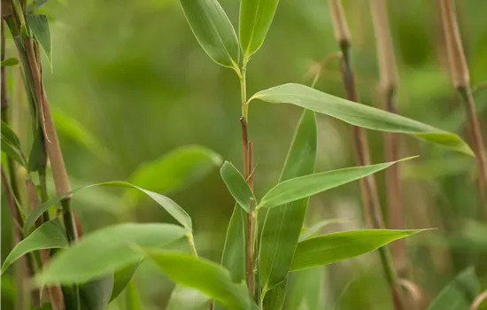 Fargesia murielae 'Superjumbo' -S-