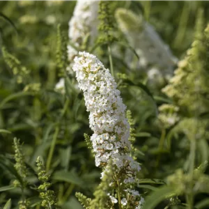 Buddleja davidii 'Dart's Ornamental White' Buddleja davidii 'Dart's Ornamental White'