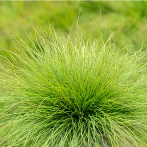 Festuca amethystina Festuca amethystina