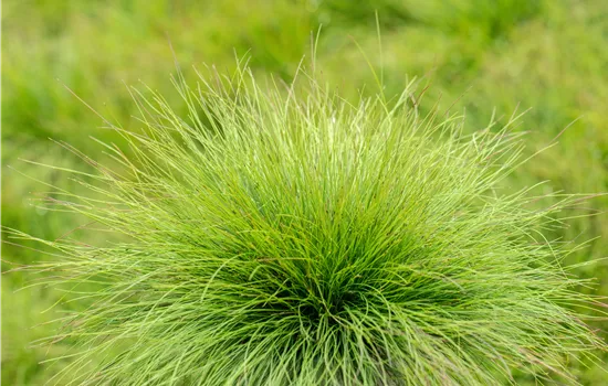 Festuca amethystina Festuca amethystina