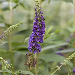 Buddleja davidii 'Empire Blue' Buddleja davidii 'Empire Blue'
