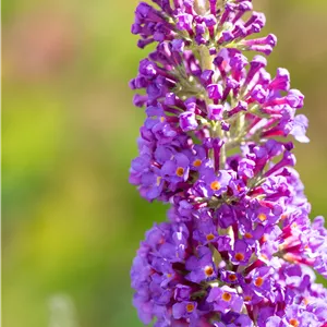 Buddleja davidii 'Empire Blue'