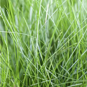 Eleocharis acicularis Eleocharis acicularis