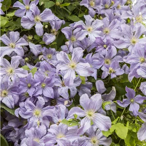 Clematis viticella Clematis viticella