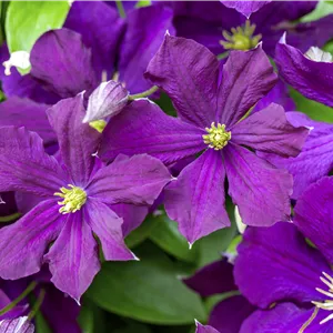 Clematis viticella 'Etoile Violette' Clematis viticella 'Etoile Violette'