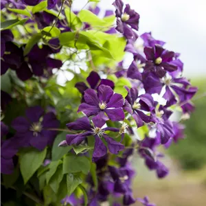 Clematis viticella
