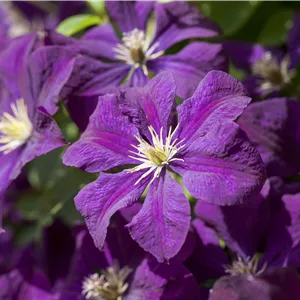 Clematis 'Gipsy Queen' Clematis 'Gipsy Queen'