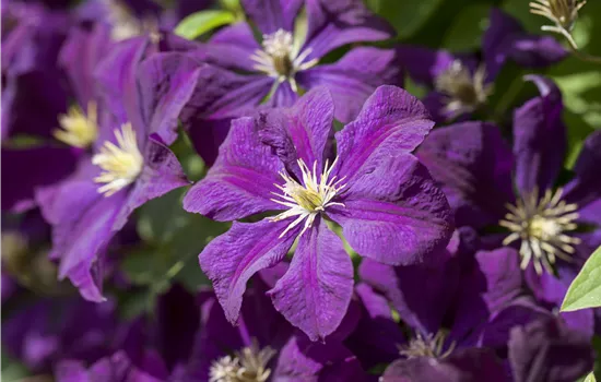 Clematis 'Gipsy Queen'