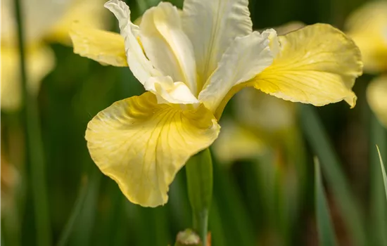 Iris sibirica 'Butter and Sugar'