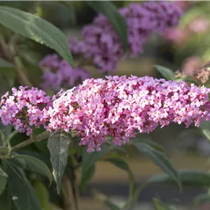 Buddleja davidii 'Fascination' Buddleja davidii 'Fascination'
