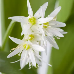 Allium ursinum Allium ursinum