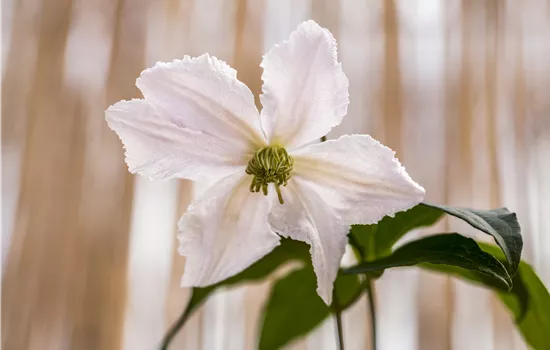 Clematis viticella 'Alba Luxurians'