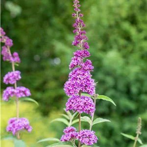 Buddleja davidii 'Ile de France'