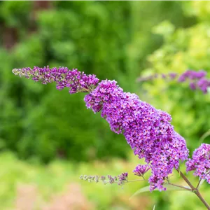 Buddleja davidii 'Ile de France' Buddleja davidii 'Ile de France'