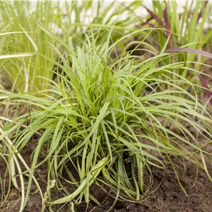 Carex umbrosa Carex umbrosa
