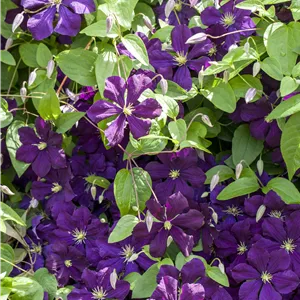 Clematis viticella 'Blue Belle' Clematis viticella 'Blue Belle'