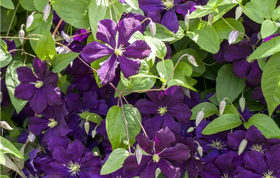 Clematis viticella 'Blue Belle'