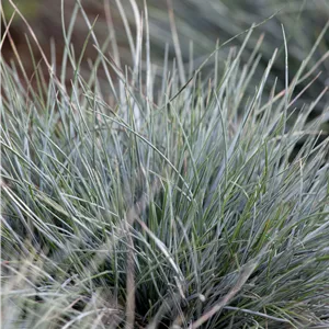 Festuca cinerea Festuca cinerea