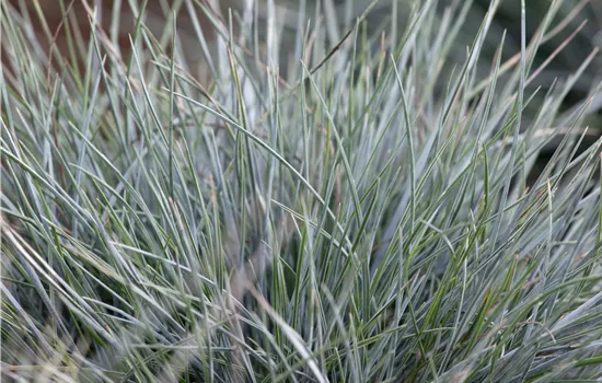 Festuca cinerea Festuca cinerea