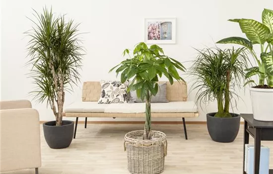 The Money Tree – The Asian Good Luck Charm The Money Tree – The Asian Good Luck Charm