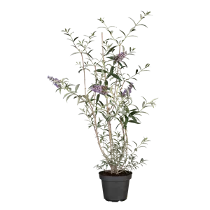 Buddleja davidii 'Nanho Blue' Buddleja davidii 'Nanho Blue'