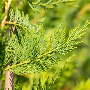 Cupressocyparis leylandii Cupressocyparis leylandii