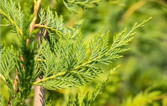 Cupressocyparis leylandii Cupressocyparis leylandii