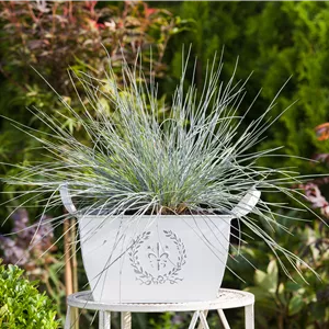 Festuca cinerea 'Azurit' Festuca cinerea 'Azurit'