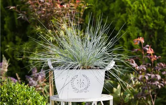 Festuca cinerea 'Azurit'