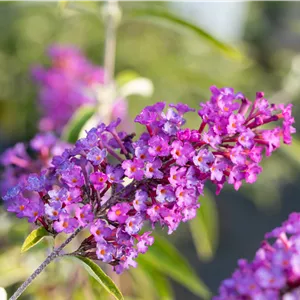 Buddleja davidii 'Nanho Purple'