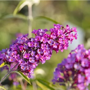 Buddleja davidii 'Nanho Purple' Buddleja davidii 'Nanho Purple'