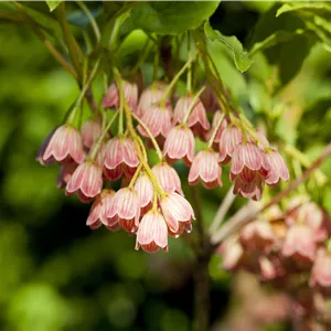 Enkianthus campanulatus Enkianthus campanulatus