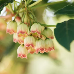 Enkianthus campanulatus