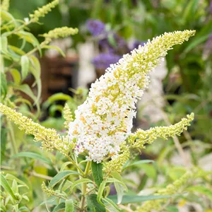 Buddleja davidii 'Peace'