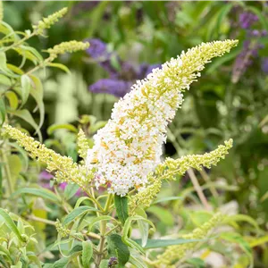 Buddleja davidii 'Peace' Buddleja davidii 'Peace'