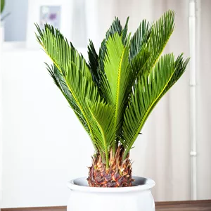 Cycas revoluta Cycas revoluta