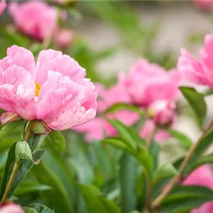 A spring full of peonies A spring full of peonies