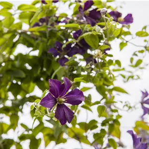 Clematis viticella 'Minuet' Clematis viticella 'Minuet'